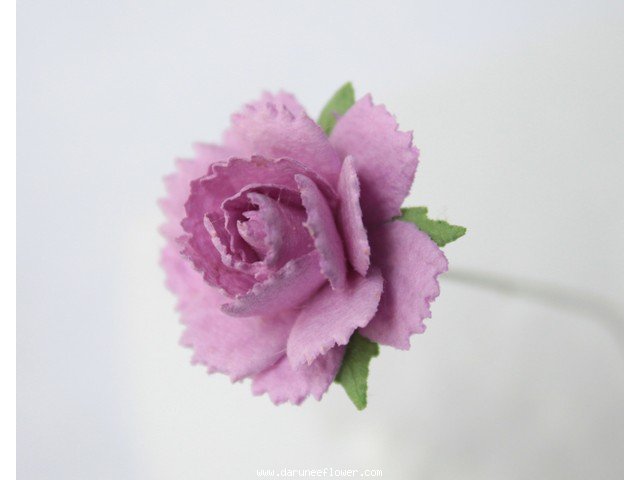 ดอกกุหลาบสีชมพู 
